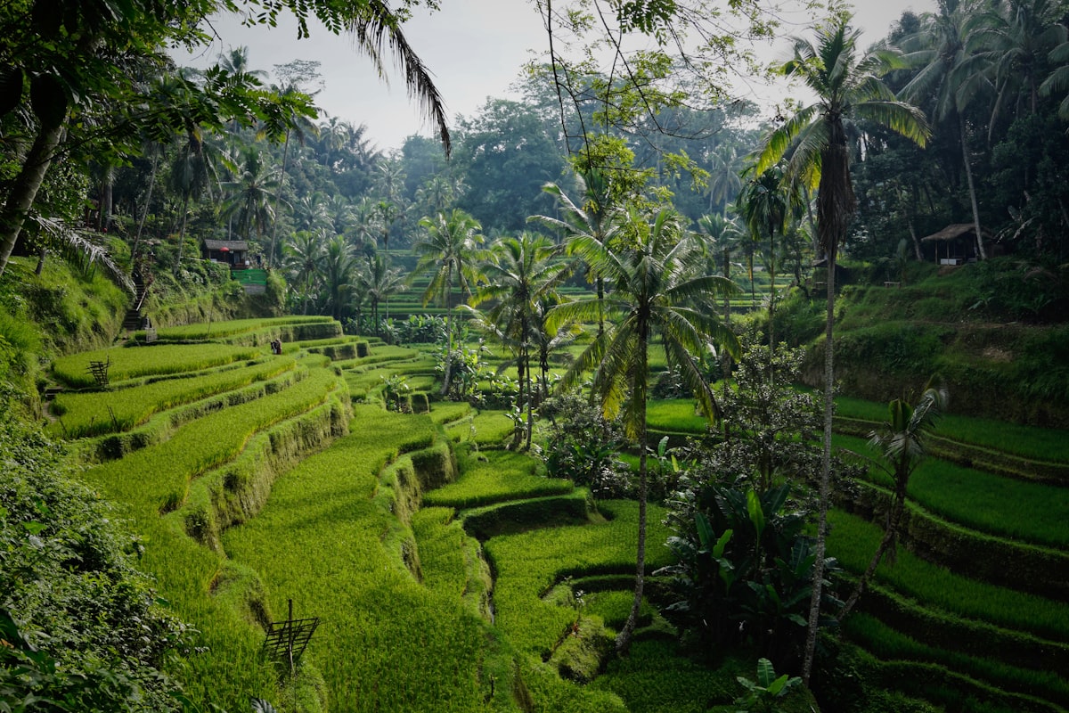 Ubud Sacred Monkey Forest