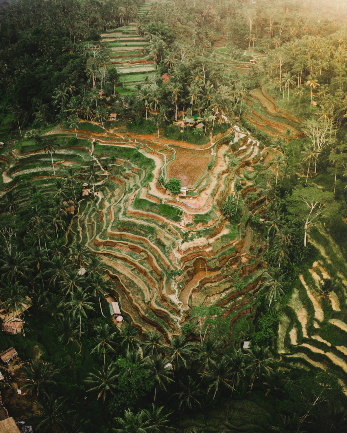Tegallalang Rice Terraces